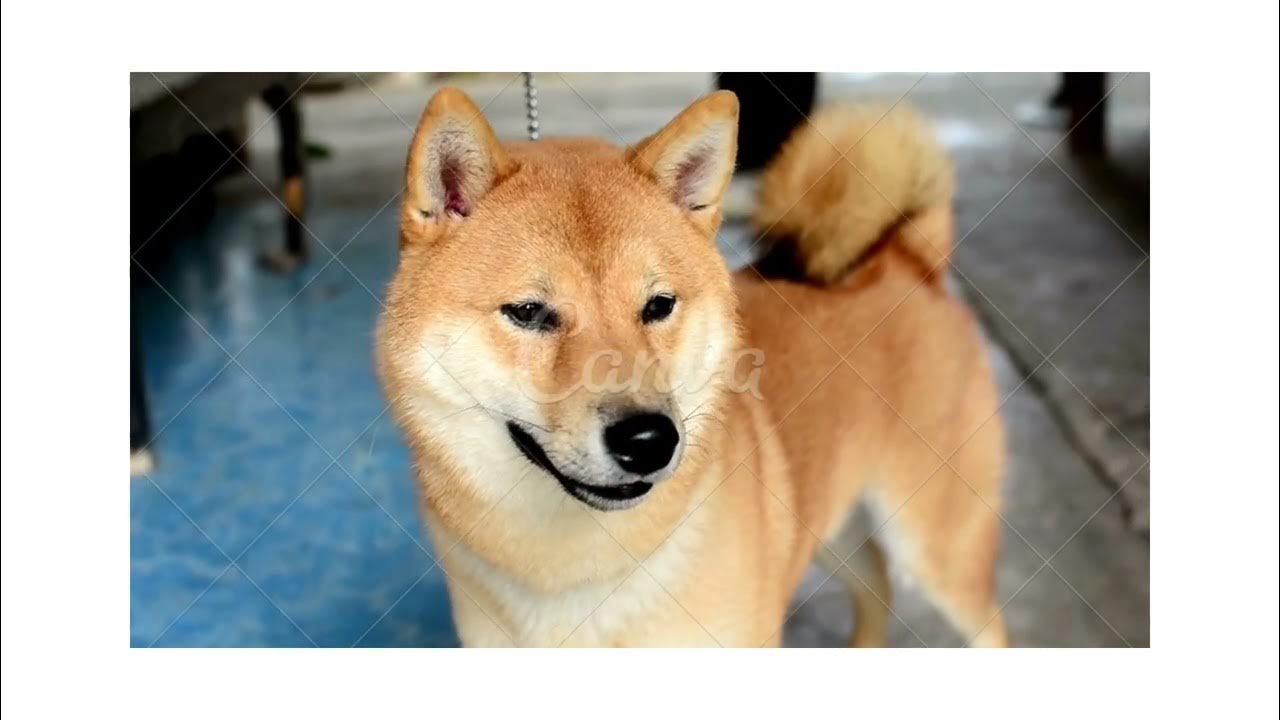 Shiba Inu