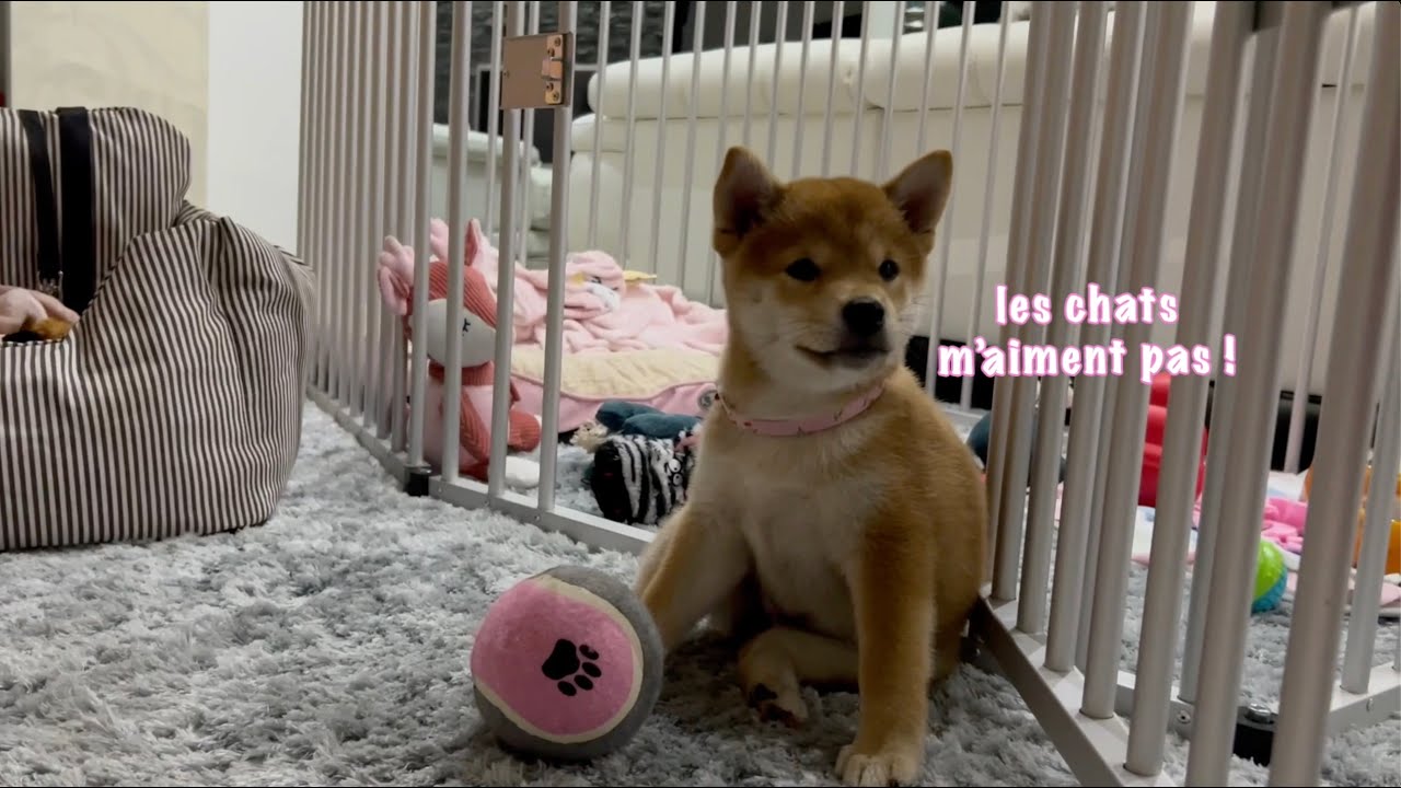 Leeloo shiba 遇见她的猫