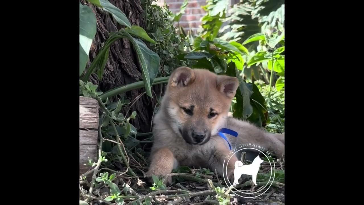 Chiot Shiba Inu rouge