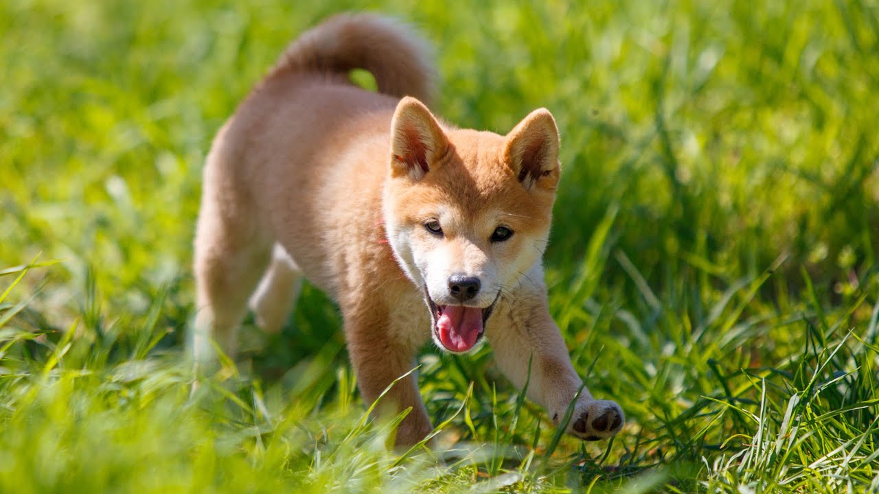 Bondissez et jouez à Petropolis | petit shiba inu