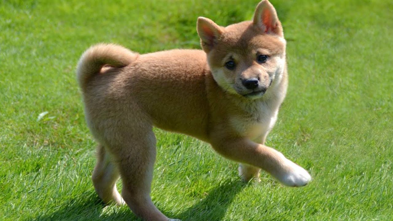 Défilé d'animaux de compagnie ludique | petit shiba inu