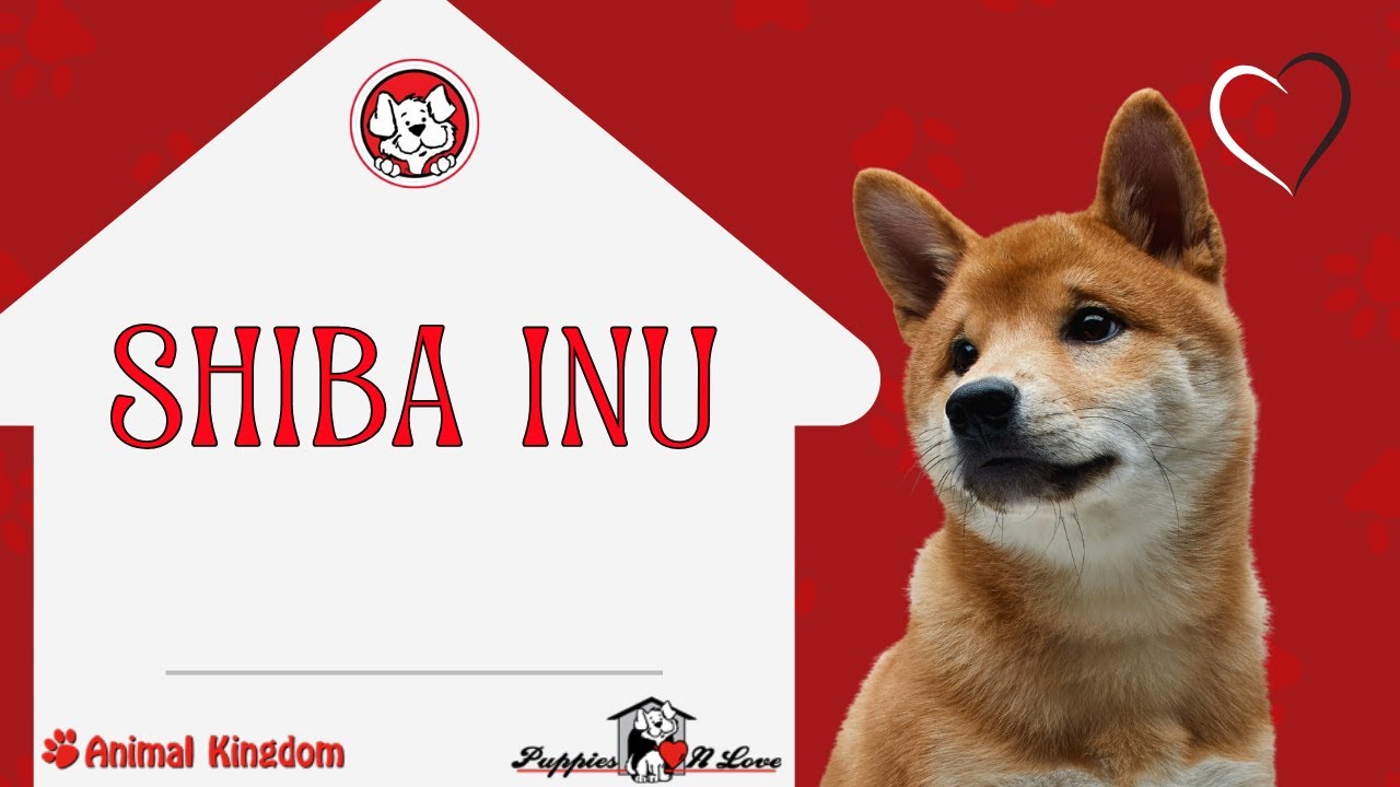 Entdecken Sie die lustigen Fakten: Shiba Inu-Welpen