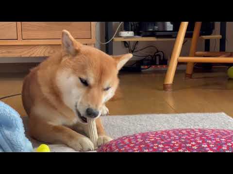 歯磨きおやつ犬 / Dog eating a snack that also serves as teeth brushing