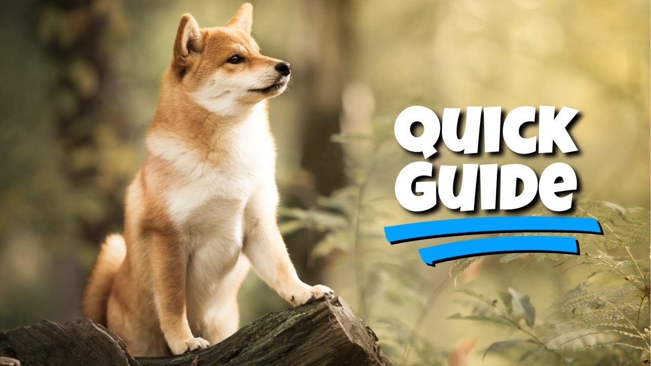 Shiba 101 - Un guide rapide sur Shiba Inus (faits amusants et plus !)