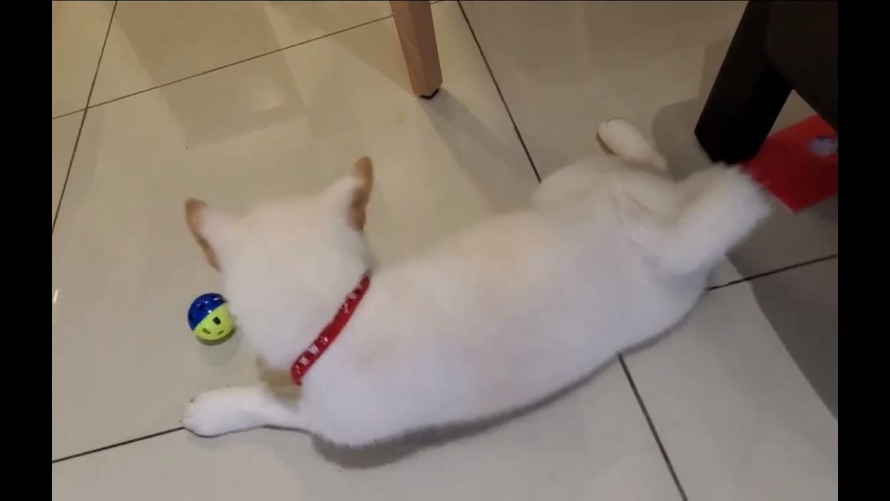 white Shiba inu puppy playing his favourite toy dog cute moment幼犬的狗狗真的好萌好可爱白柴犬宝宝小时候玩玩具看着好疗愈