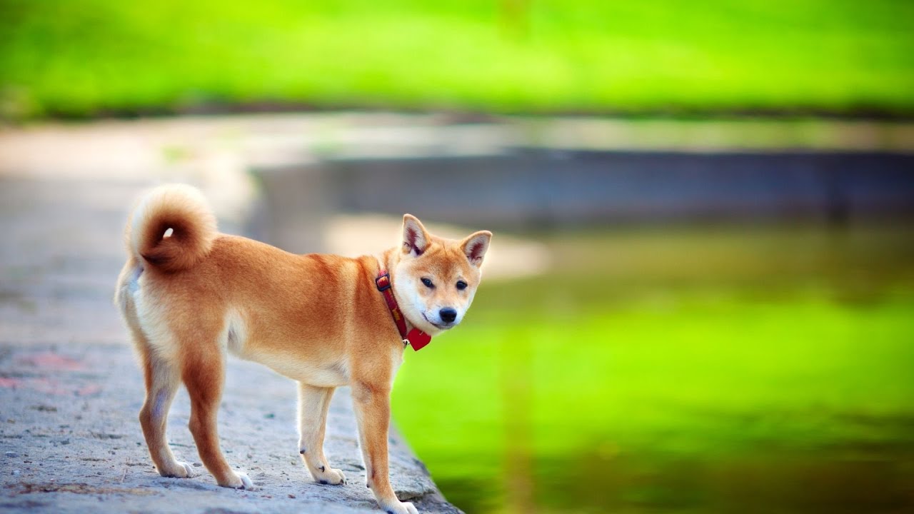 あなたの柴犬と一緒に内なる平和を達成する - 犬の瞑想を実践する方法