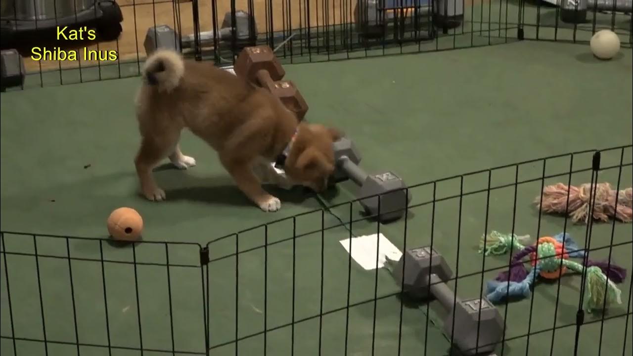 柴犬パピー ジェイド II が入手可能です 2 5 24 #shibainupuppies #shibainus