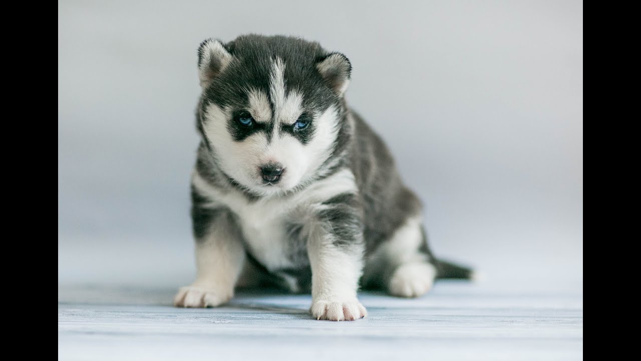 私たちのチャンネルの 2023 年のトップ犬ショーツ! #柴犬 #ハスキー犬