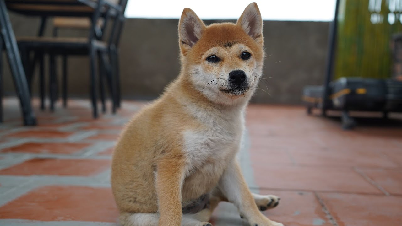 Beaux rires et sauts | petit shiba inu