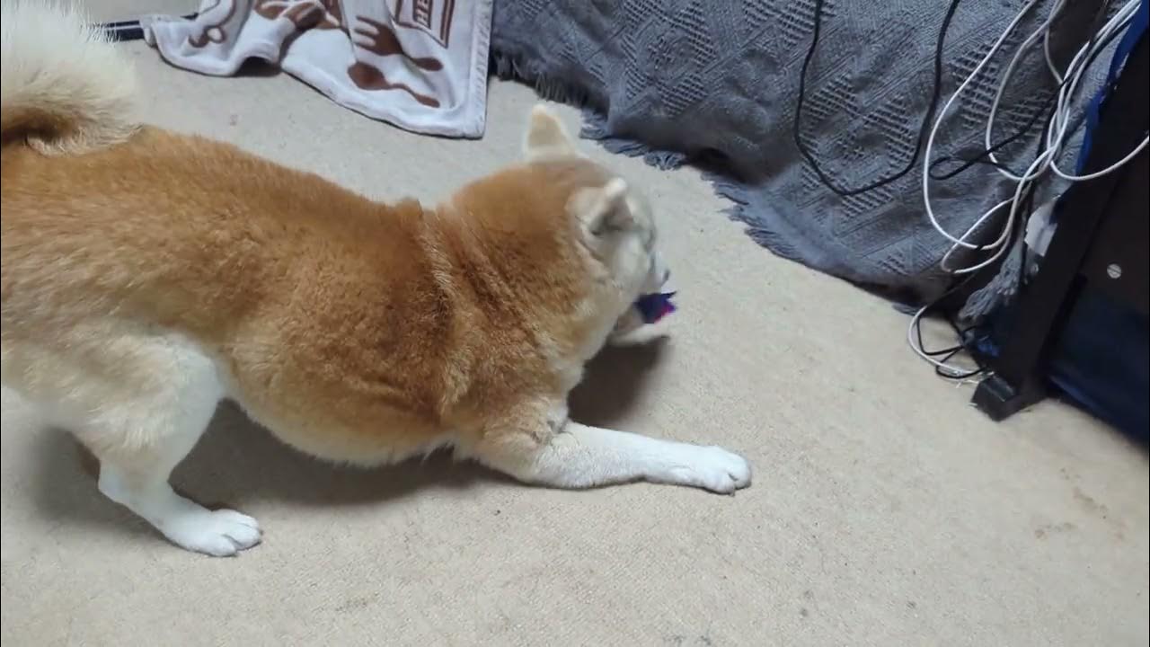 柴犬マッサージしたり遊んだりmassage shibainu