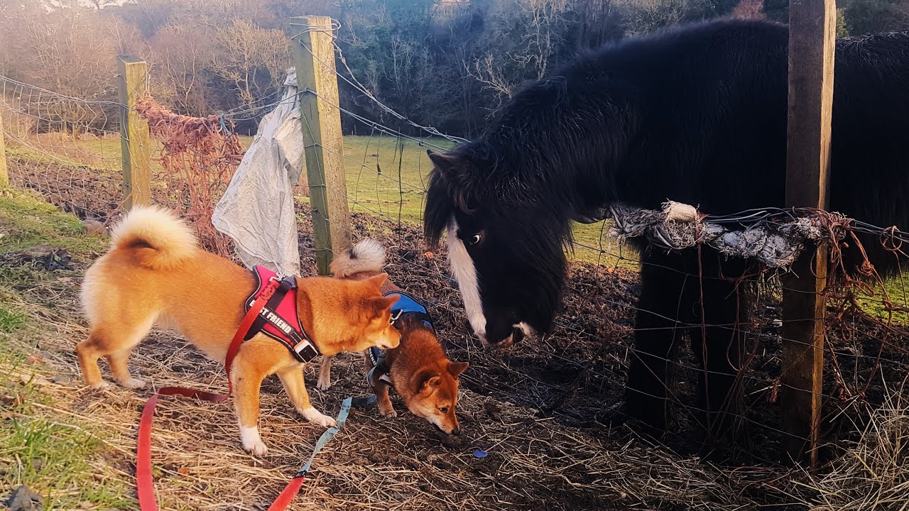 Shiba Inu trifft sich mit einem Pferd