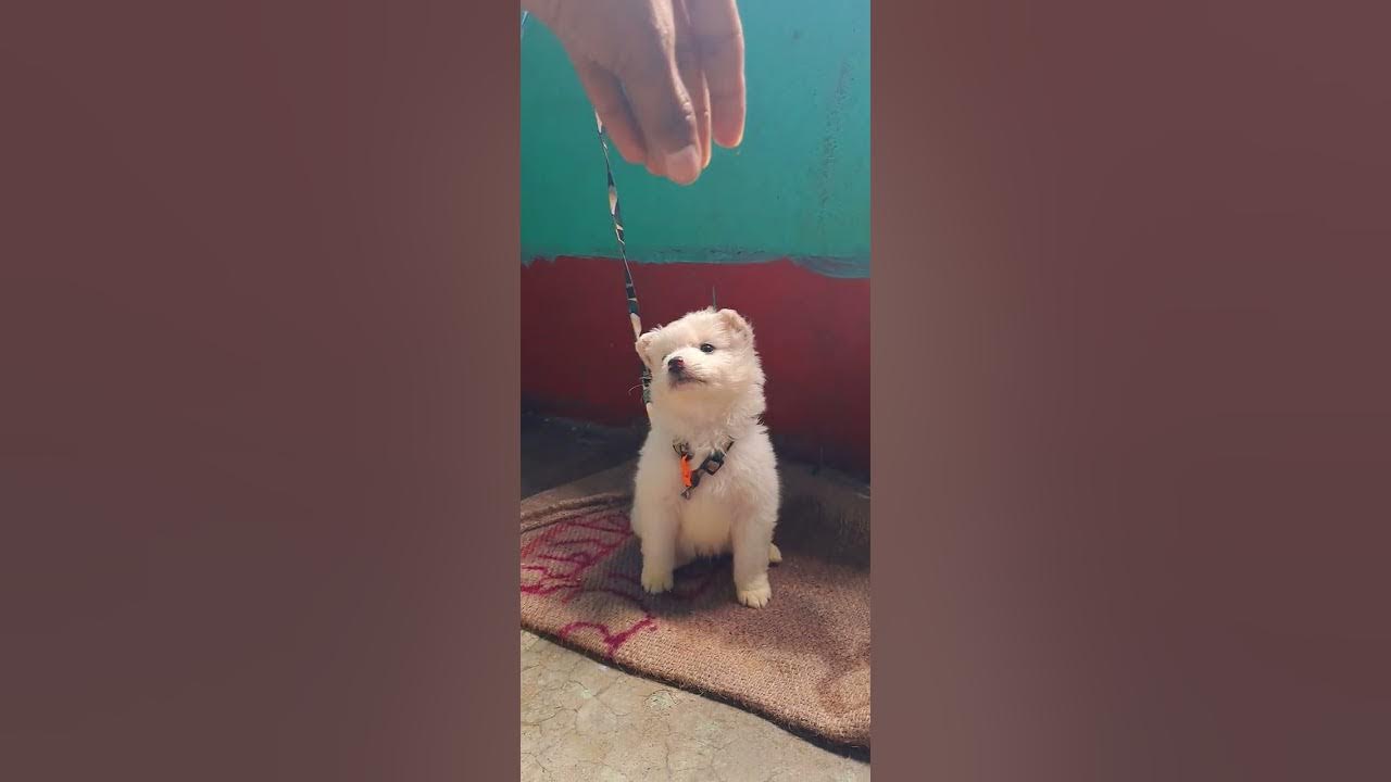 #vairal #dog #dogecoin #doglover #doglovers #dogloversoftiktok #bhojpuri #trading #tradingsong