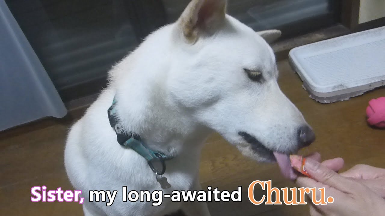 White Shiba Inu：Sister, my long awaited Churu. 【English】