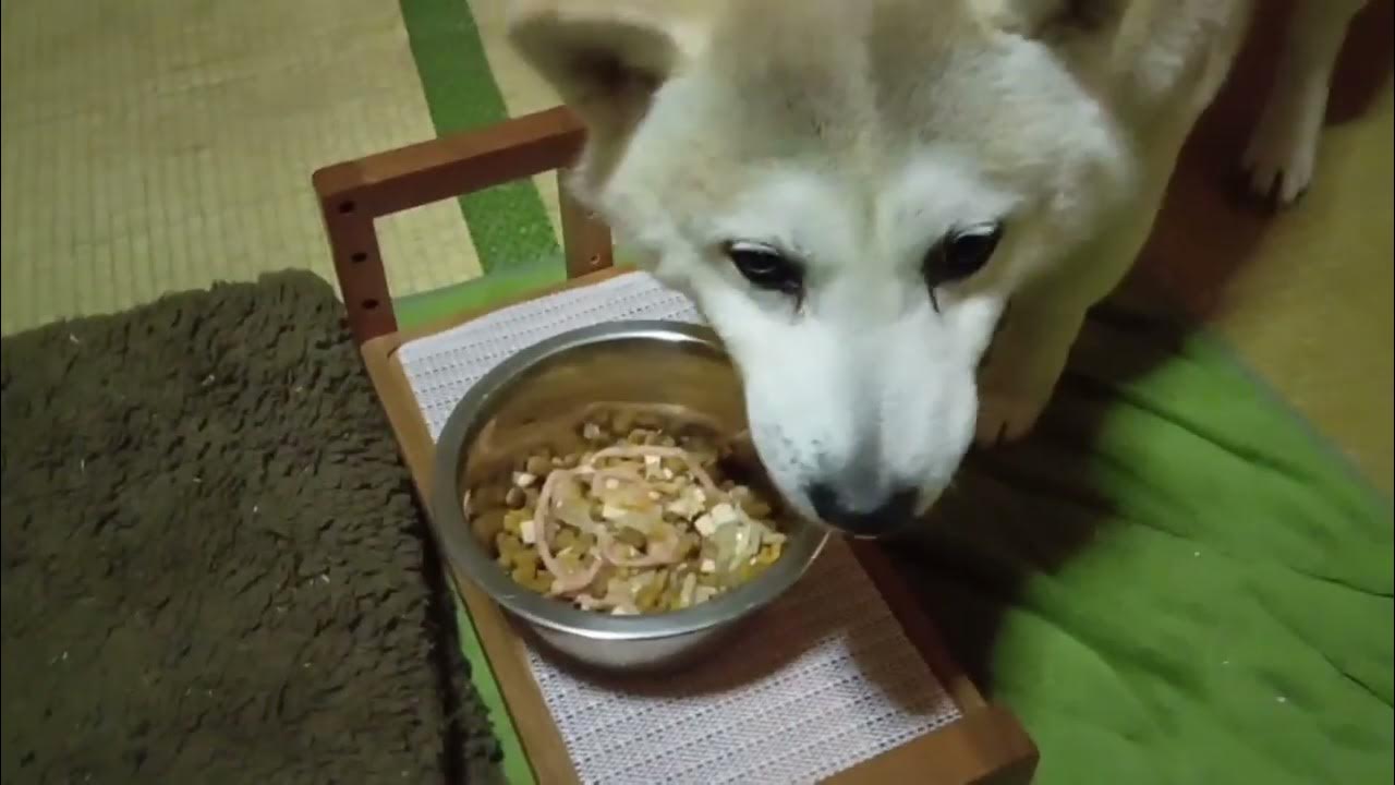 Nach dem Warten auf das Abendessen ist es Zeit für das Abendessen Shiba Inu