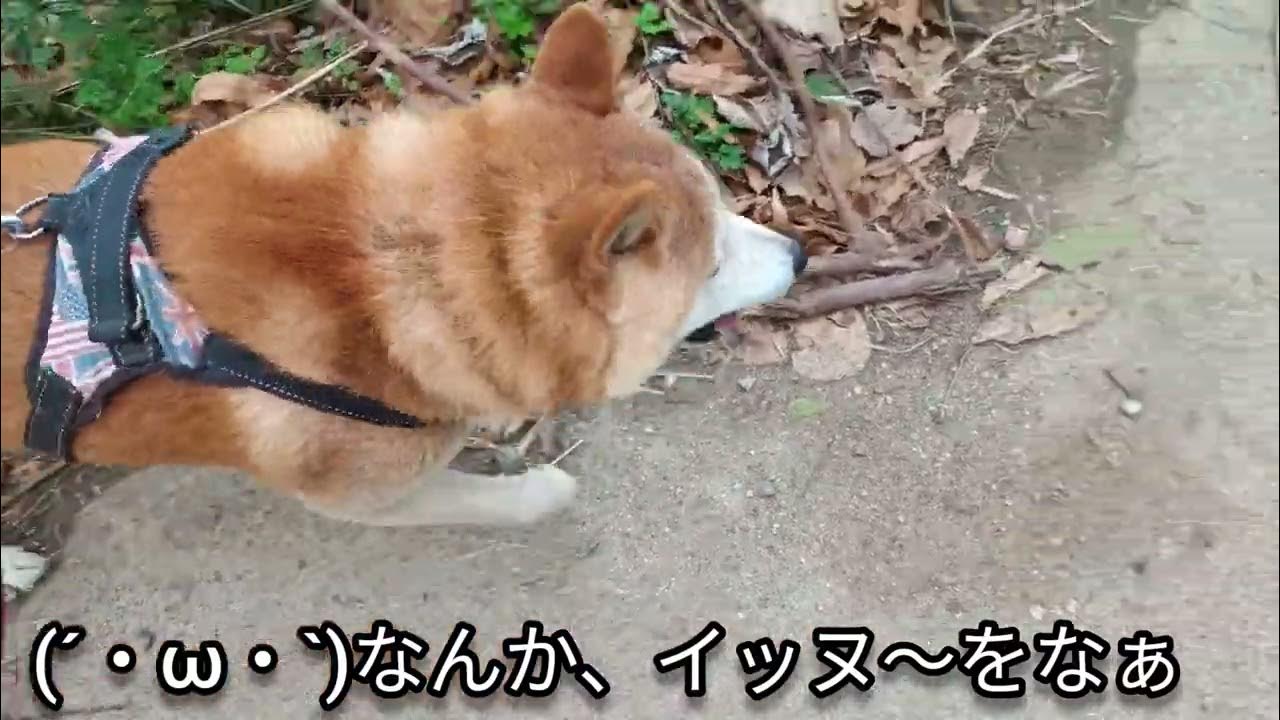 ヽ(・∀・)Noinu~ J'ai commandé un Shiba Inu ! chien shiba inu