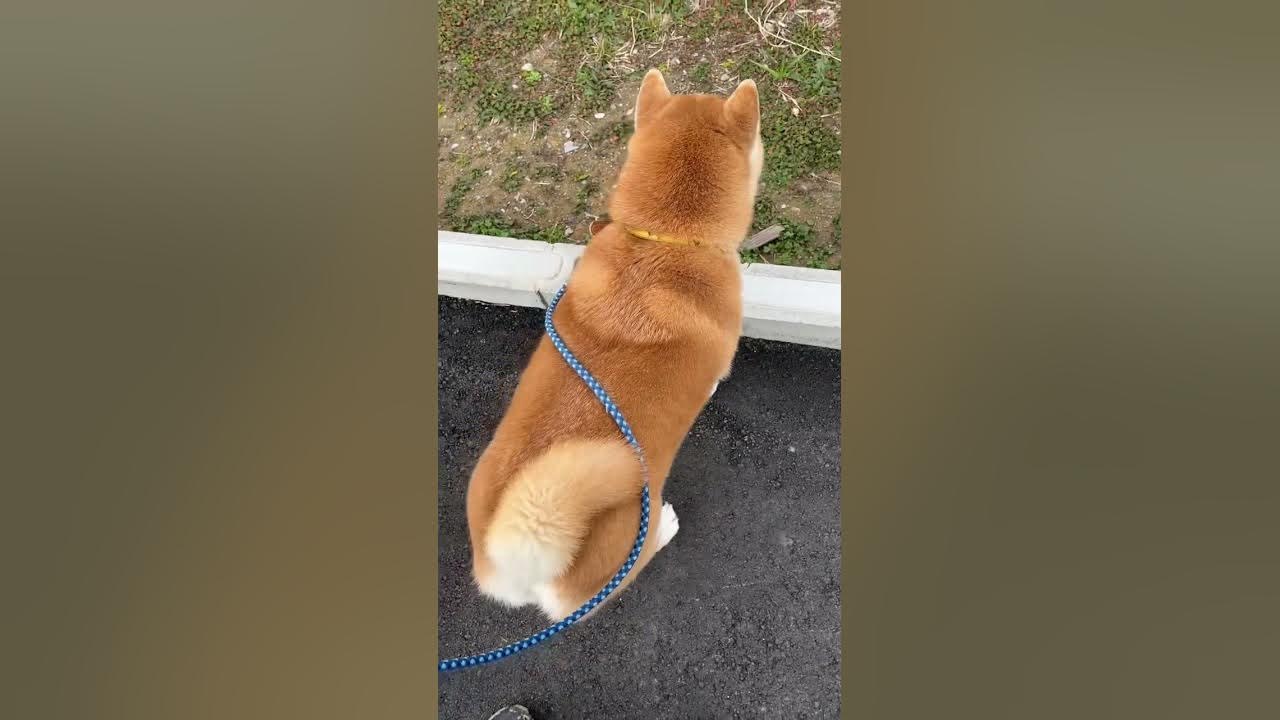 Simba, the  huge dog, is doing a sexy Monroe walk today too?#柴犬　#Shibainu  #Japan #big #puppy