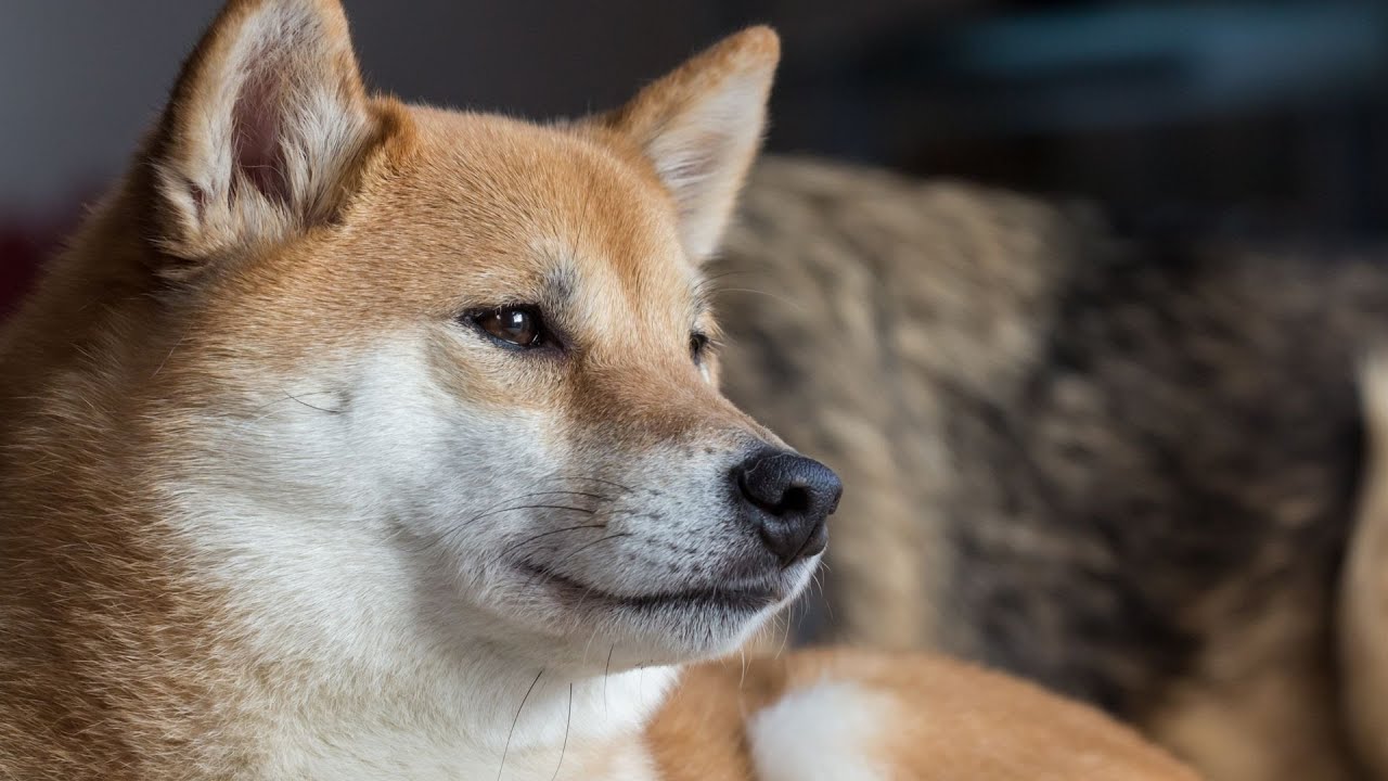 Understanding Shiba Inu Vocalizations: A Guide for Dog Lovers