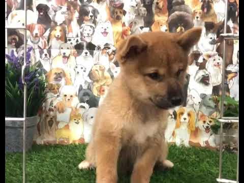 柴犬弟妹等新家 快带回家啊 Shiba inu puppies ready to home 0162126163 Selangor