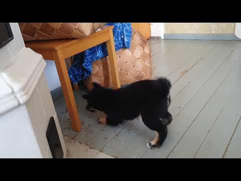 Shiba puppy playing with felt ball - 10 weeks old