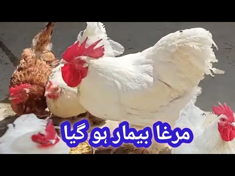 The chicken is sick.|hen|| rooster||asel murga||murgiyon ki care||Shiba pet house