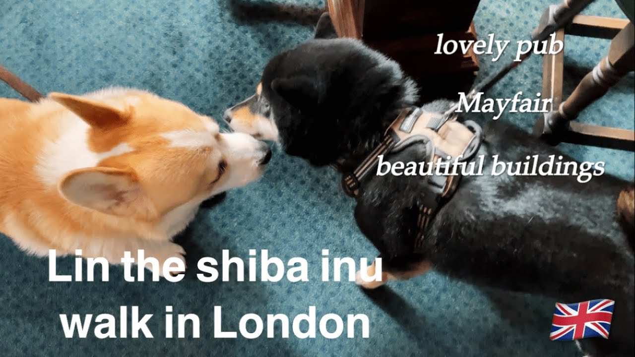 Lin the Shiba Inu walks in Mayfair✨ | Life in UK | walk in London | Lin the Shiba Inu walks in Mayfair✨ | Life in UK | walk in London |