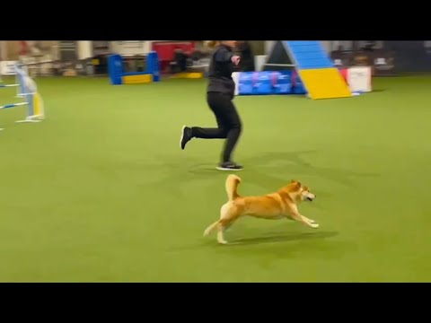 柴犬敏捷特尼尔大赛 A0 中秒机会