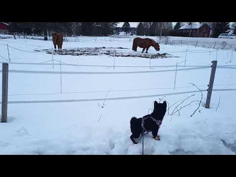 柴犬看马和汽车