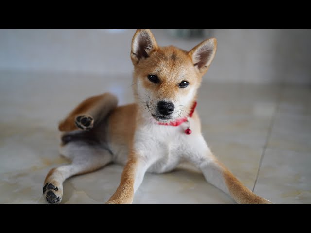 chiot font des amitiés heureuses ensemble | petit shiba inu