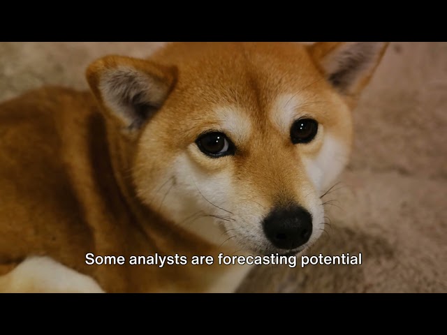 „Shiba Inu Crypto steigt beim globalen Handelsvolumen auf Platz 4 und übertrifft DOGE, XRP und ADA“