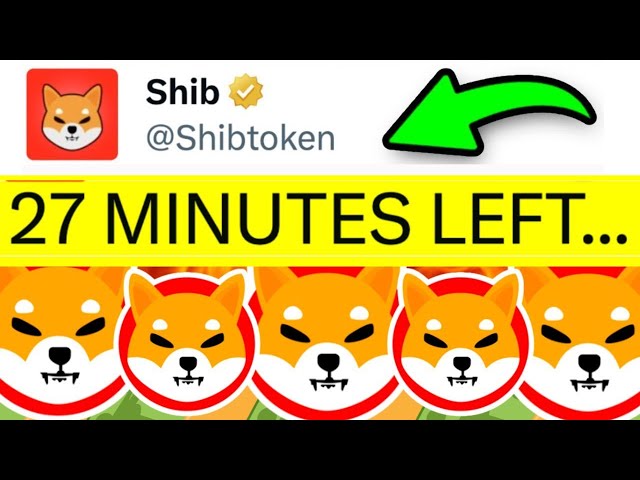 SHIBA INU: 그들은 미쳤어요! 통제 불능! 농담하지 마세요! - 시바견 코인 뉴스 투데이