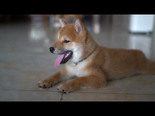 Teaching puppy to listen to their owners | little shiba inu