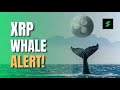 XRP-WALE KAUFEN, ALS GÄBE ES KEIN MORGEN; BINANCE DATA ERKLÄRT DIE ZUSCHAUER🚀RIPPLE🔥