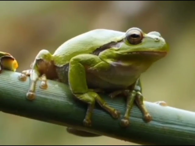 ペペコイン最大の利益は誰ですか