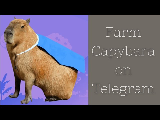 Comment extraire du Capybara sur Sui