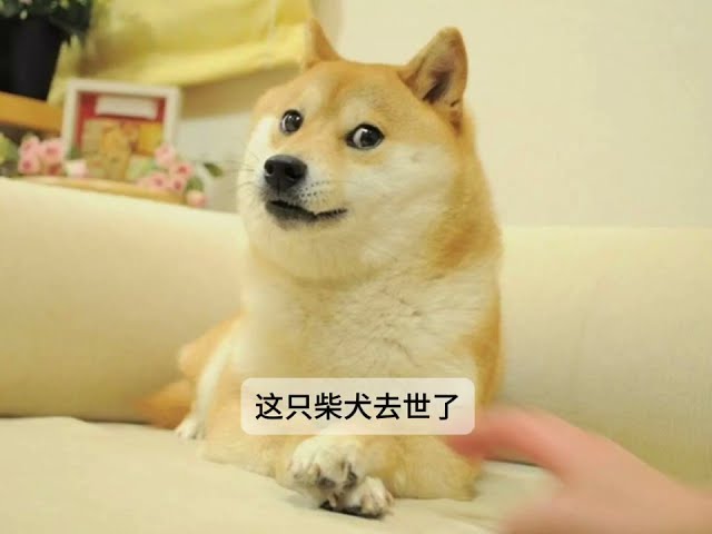 Le prototype du jeton Doge Shiba Inu KABOSU est décédé #dogecoinnews #memecoin #dogecoin #rip