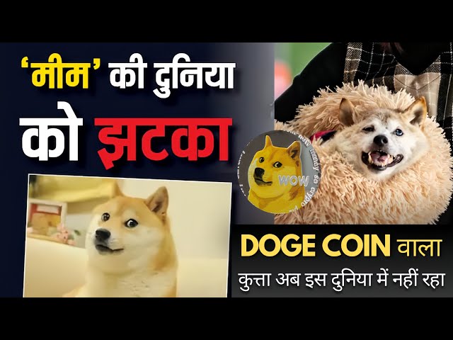 Der weltberühmte Doge-Meme-Hund Kabosu ist gestorben. Der Doge-Coin-Hund gibt es nicht mehr auf dieser Welt