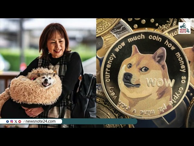 Kabosu, le visage de la crypto-monnaie | Kabosu | mèmes doges | pièce de monnaie doge |