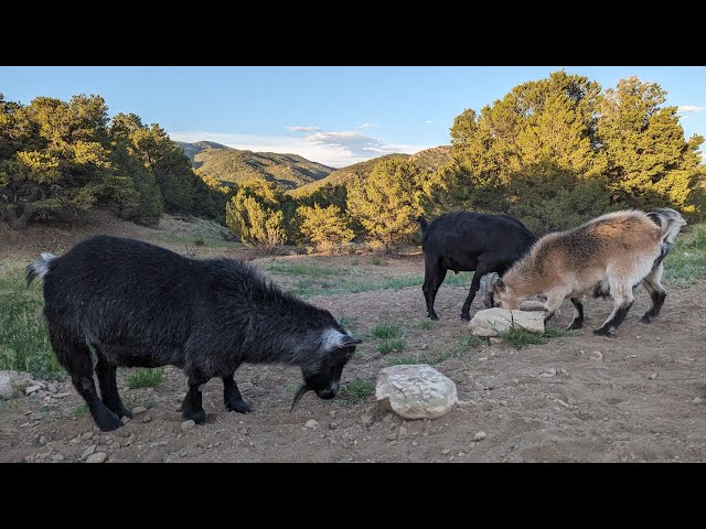 ⚡ Lightning Goats ⚡ Live Streaming Bitcoin Goat Feeder