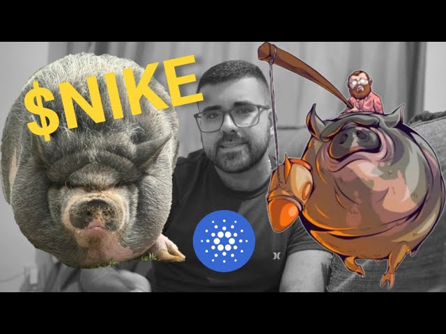 So kaufen Sie $Nike Token mit ADA. Cardano Memecoin. Er ist ein gutes Schwein