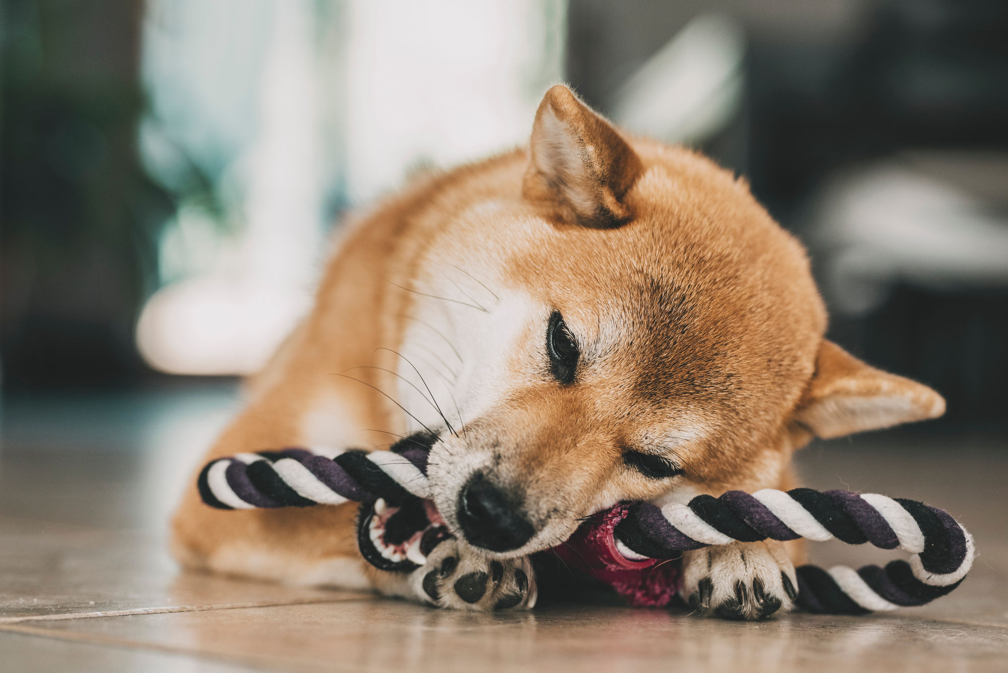 Bitcoin, Shiba Inu, and Pepe Coin Face 2 Big Risks as Trump Takes Office