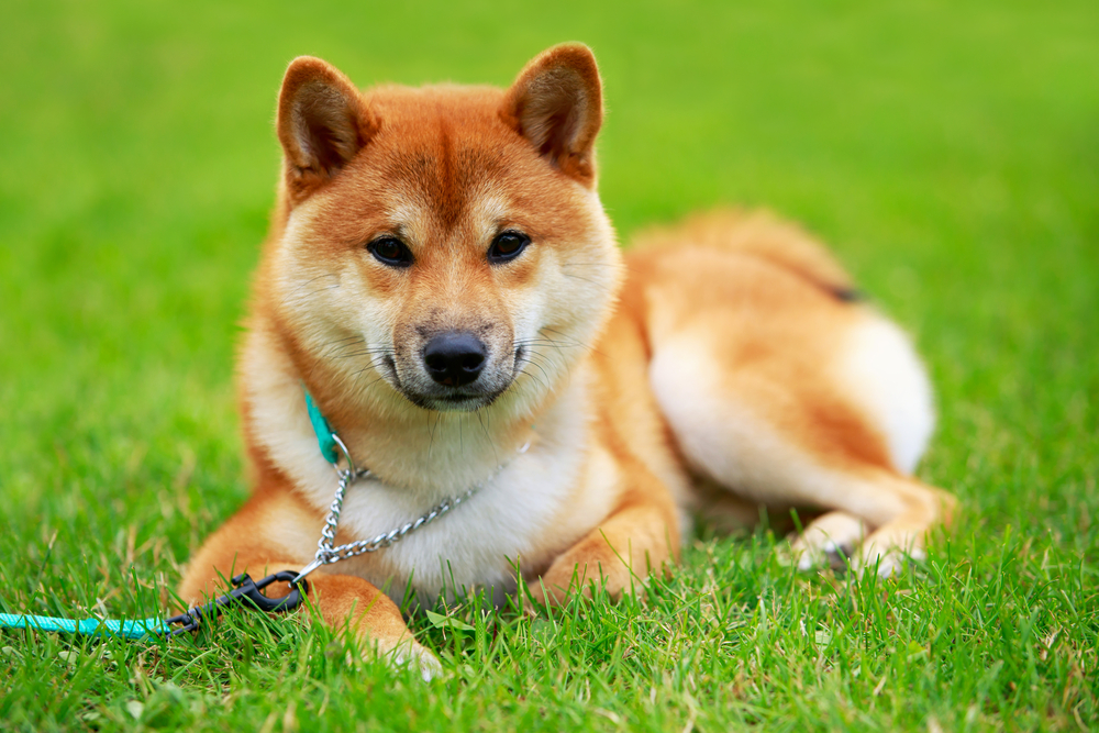 Shiba Inu (SHIB) Gears Up for the Launch of Its TREAT Token, Aiming to Enhance Ecosystem Utility and Community Engagement