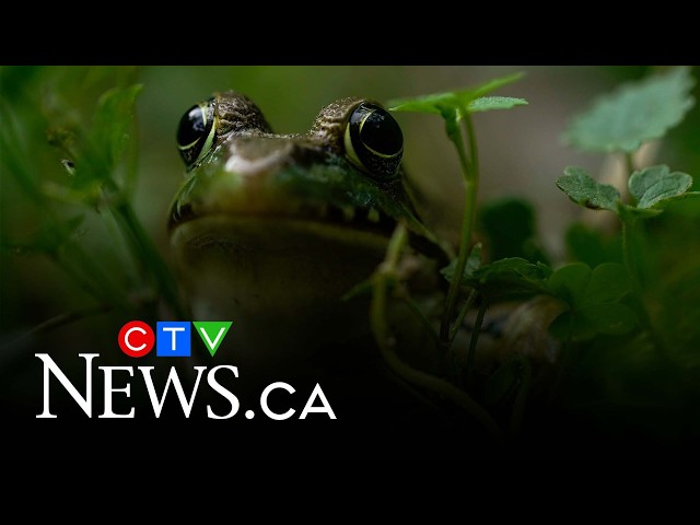 Un vétérinaire de Colombie-Britannique retire une grosse pièce d'une petite grenouille