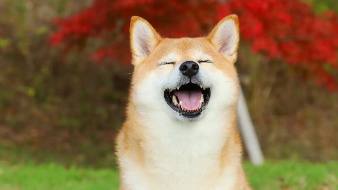 Dogecoin的未來：模因硬幣還是市場重量級？