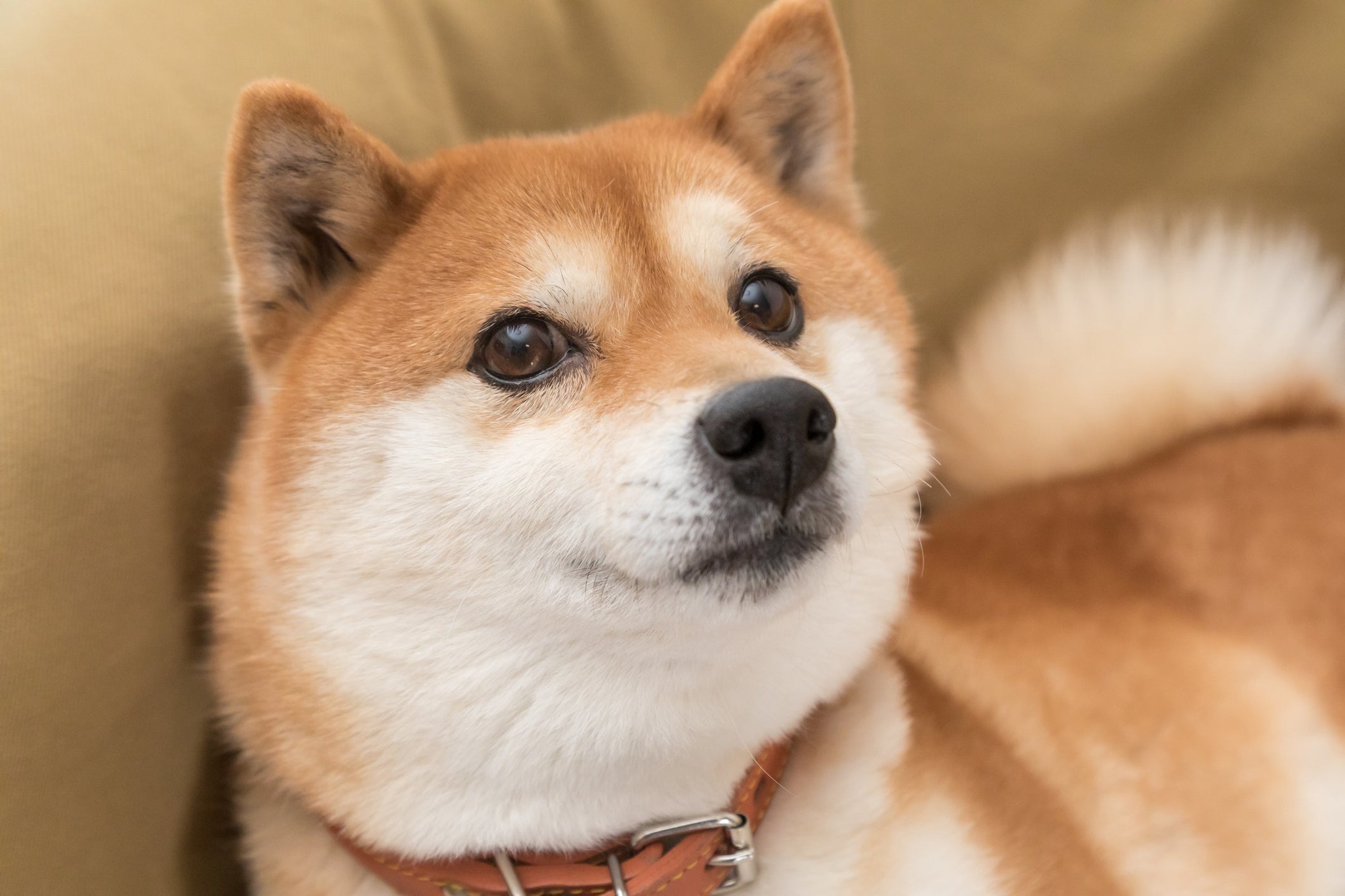 DogEcoin (DOGE 3,90%) und Shiba Inu (Shib 4,85%) wurden bestraft. Sollten Sie den Dip kaufen?