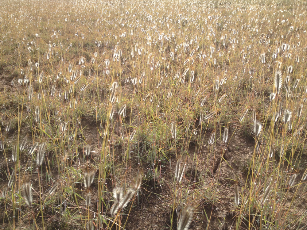 Melbourne's Western Grasslands: Gehen, gehen ...