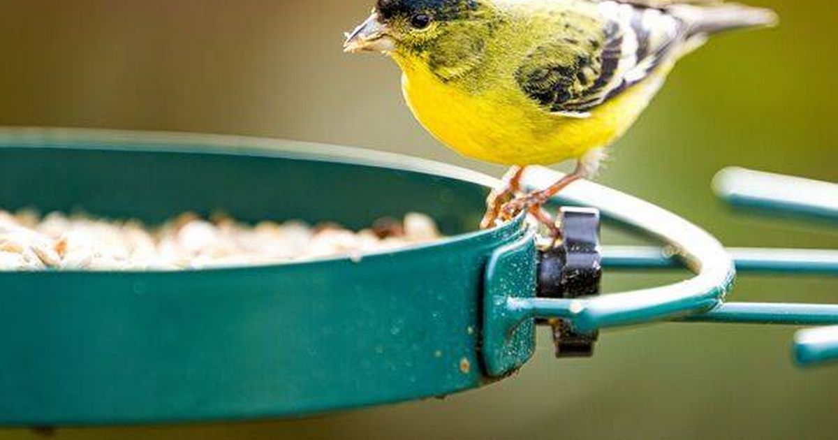 RSPB는 올 봄에 다람쥐를 막기 위해 타바스코로 새 피더를 꾸미고 있습니다.