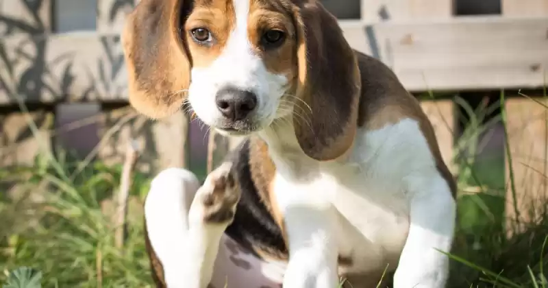 벼룩을 제거하기위한 궁극적 인 가이드 벼룩을 제거하기위한 궁극적 인 가이드