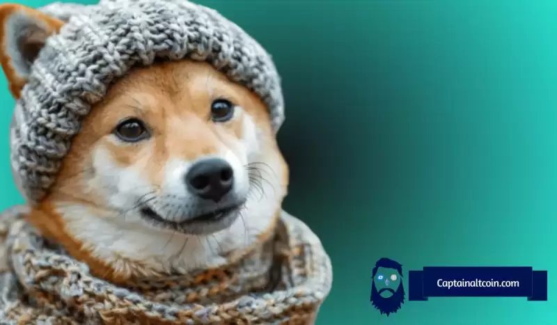 分析师说,Dogwifhat(WIF)准备为3.5倍集会,因为它是狗硬币排名 分析师说,Dogwifhat(WIF)准备为3.5倍集会,因为它是狗硬币排名