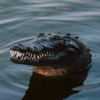 Croco