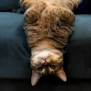 UpSideDownCat